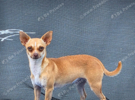 Chihuahua for sale