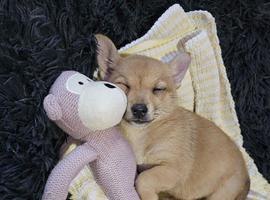 Pomchi puppy