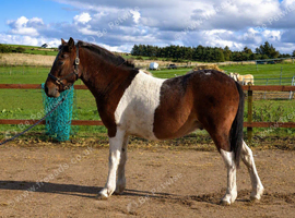 Dartmoor x Appaloosa Gelding