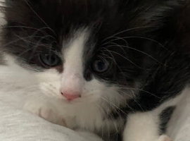 Last kitten ready now