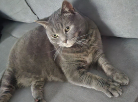 Bruno needs a new home