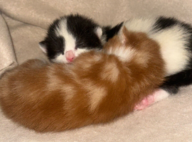 2 x very cute fluffy kittens