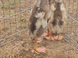 X3 fawn and white indian runner ducks