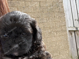 Last male pup left mixed cava poo and shitzu