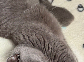 Pedigree British Shorthair  Kittens