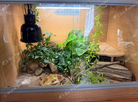Leopard gecko and set up
