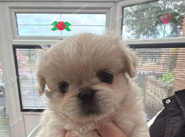 Pekingese puppy's male/female