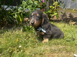 Reduced Absolutely stunning mini Daxi pups