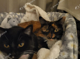 Kitty and Biscuit, mummy and daughter ️