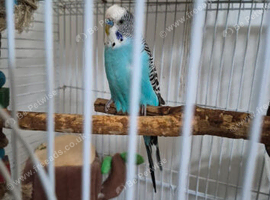3 budgies  need gone asap