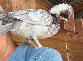2 Polish Bantam Hens