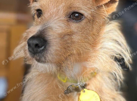 2 year old Jack Russel male
