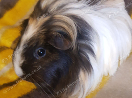 Two lovely guinea pigs requiring a new home.