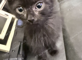 Mixed breed black kitty