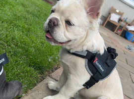 Fluffy French bulldog