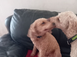 Beautiful red miniature poodle