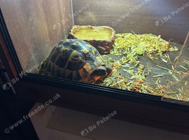 Herman tortoise