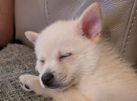 Stunning male pom chi