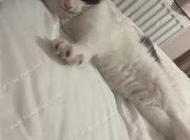 Girl kitten