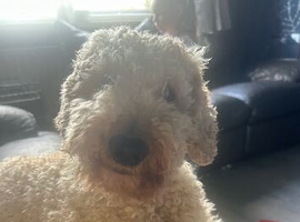 Poochon male