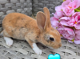 Mini rex babies available now