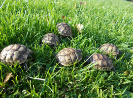 Hermann's T.h.b  & Spur-thighed T ibera May 2026 hatched