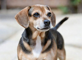 puppy male