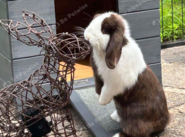 Beautiful Chocolate Split Mini Lop, looking for her forever home