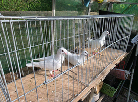 Logans white racing pigeons young birds ready to go