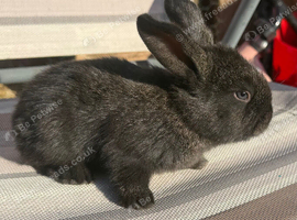 Continental giant x French lop rabbits (blue gene carriers)