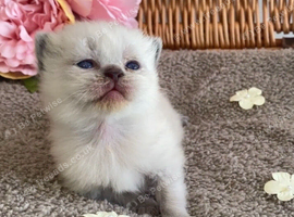 BEAUTIFUL RARE SEAL LYNX BSH TEDDY BEARS