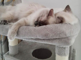 2 ragdolls