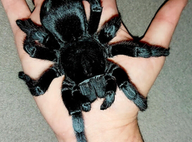 1-2 Cm Grammostola pulchra Brazilian black slings!