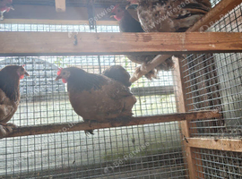 Pair young milliflor pekins