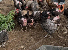 Various chickens