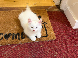 Maine coon