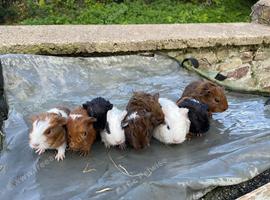 9 baby boars