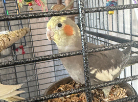 4 month old cockatiel
