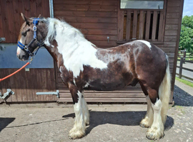Joe 14.2hh aride & Drive 9yo gelding