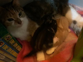 Cats urgently need rehoming