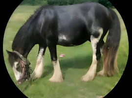 Handsome Cob Gelding Payment Plan accepted & Livery