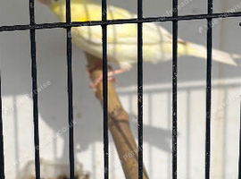 Canary 2 cocks