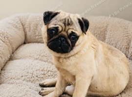 Pug Pedigree Girl Pup