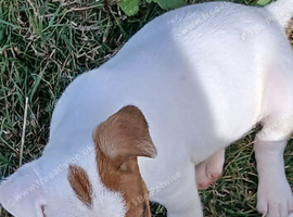 Jack Russell  puppies for sale