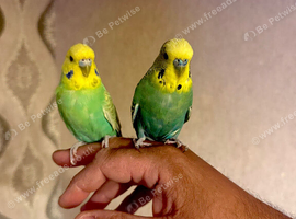SUPER SILLY TAME BUDGIES FOR SALE WITH CAGE