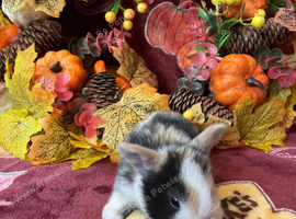 Gorgeous autumnal mini lop litters