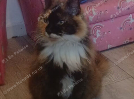 Cat looking fot rehome