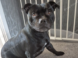 Staffordshire bull terrier Puppys