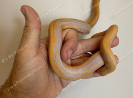 Dwarf albino genetic stripe reticulated python