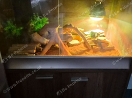 8 year old bearded dragon